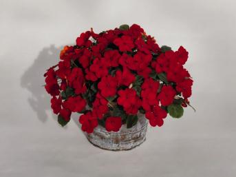 IMPATIENS LOLLIPOP ROSSO CILIEGIA NR.1000 SEMI